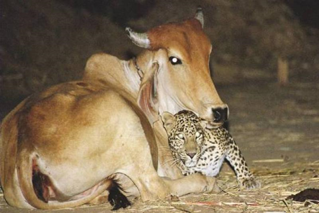 Leopard_and_cow_together.png